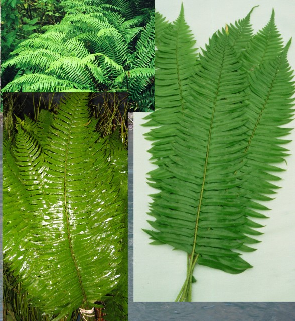 Sword Fern Small case 150 stems